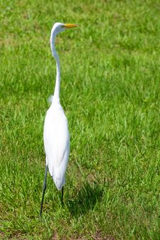 Alert Great Egret Or White Heron Looking Right Stock Images Alert Great Egret Or White Heron Looking Right Stock Images
