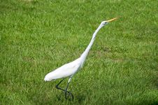 Alert Great Egret Or White Heron Walking Right Stock Image