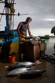 The Fish Market In Sri Lanka Royalty Free Stock Photo The Fish Market In Sri Lanka Royalty Free Stock Photo