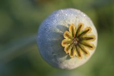 Poppy Seed Head Stock Image Poppy Seed Head Stock Image