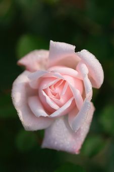 A Rose Royalty Free Stock Images A Rose Royalty Free Stock Images