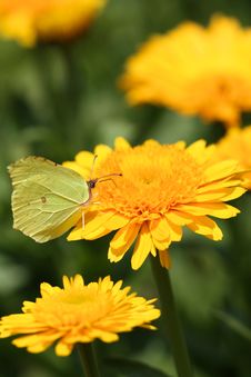 Butterfly On Flower Royalty Free Stock Image Butterfly On Flower Royalty Free Stock Image