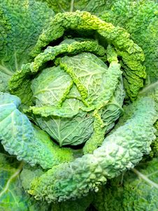 Savoy Cabbage Stock Photography Savoy Cabbage Stock Photography