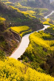 Country Road Through Oilseed Blossom Royalty Free Stock Photo Country Road Through Oilseed Blossom Royalty Free Stock Photo