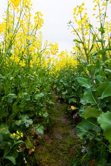 Oilseed Blossom Royalty Free Stock Photos Oilseed Blossom Royalty Free Stock Photos