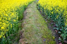 Path Through Oilseed Blossom Royalty Free Stock Images Path Through Oilseed Blossom Royalty Free Stock Images