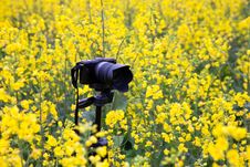Camera In Oilseed Blossom Field Stock Photo Camera In Oilseed Blossom Field Stock Photo