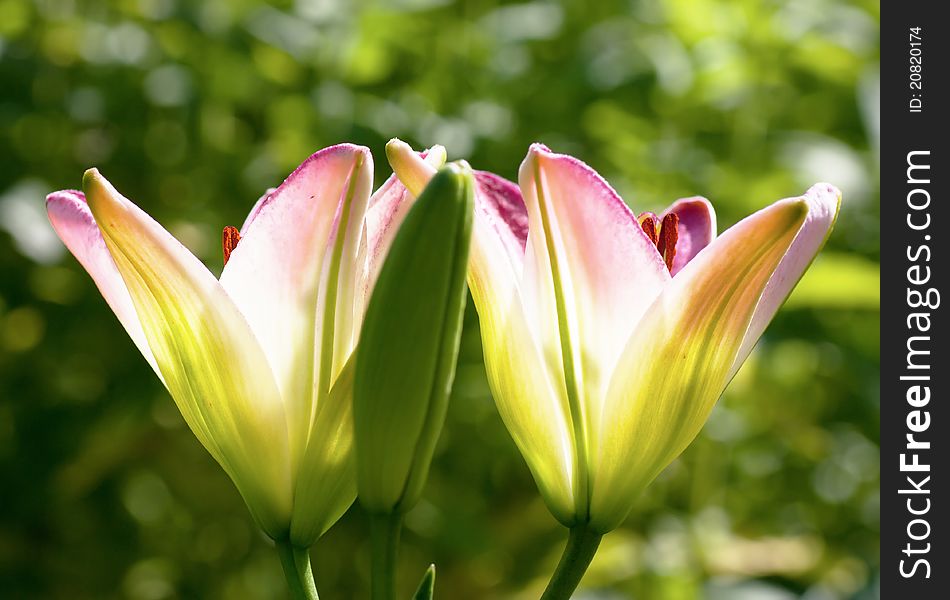 A pair of open lilies and one closed lily in a garden