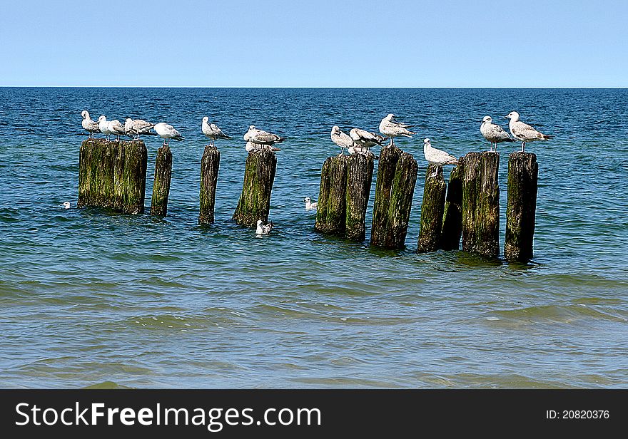 The seamews - Baltic see in the summer