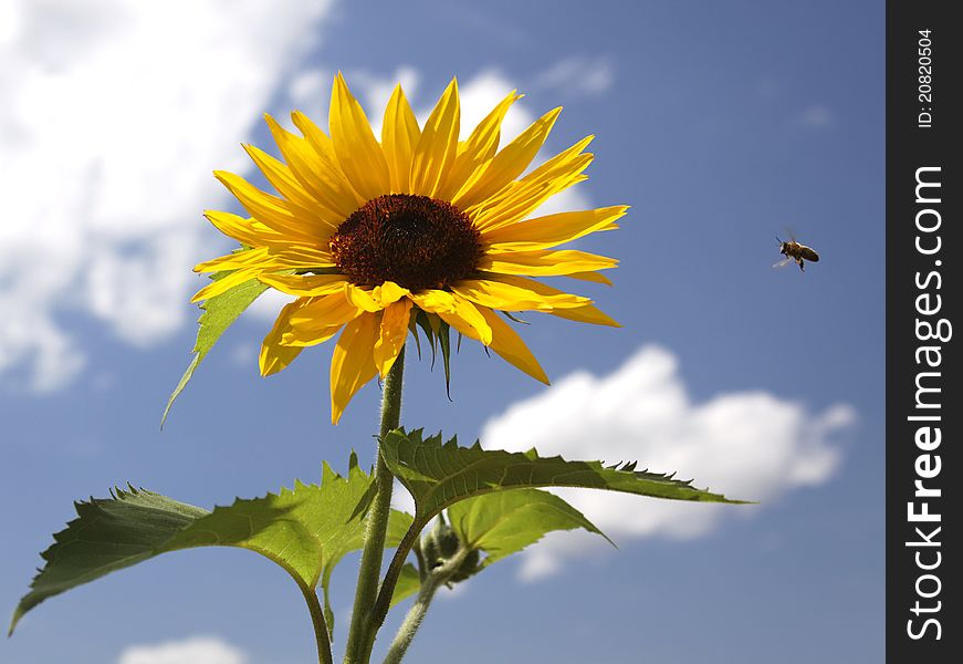 Sunflower and blue sky with clouds