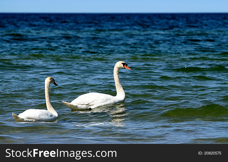 A swan couple