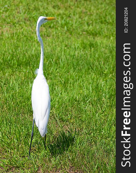 Alert great egret or white heron looking right
