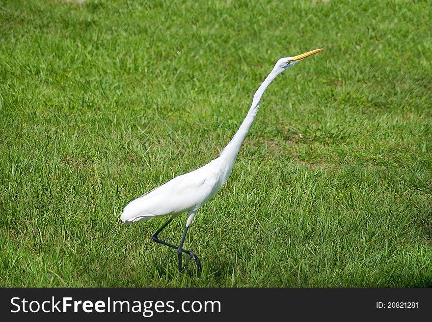 Alert great egret or white heron walking right