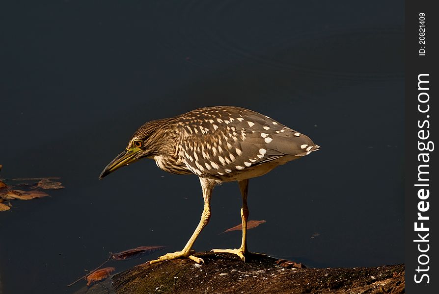 Night heron (Nycticorax nycticorax)