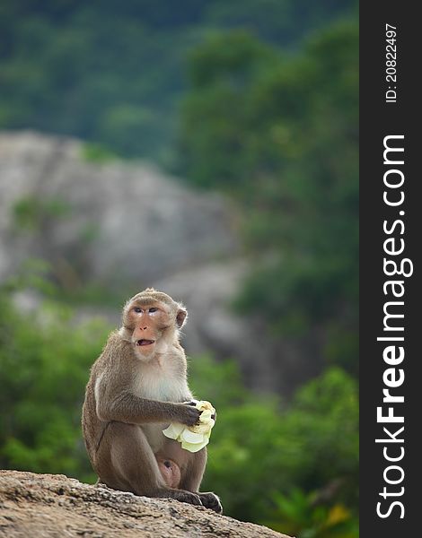 Monkey sitting on the rock mountain green background shallow depth of field