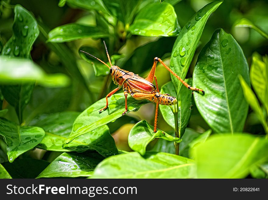 The eastern lubber grasshopper walking across wet leaves in florida, the bug is large and toxic. The eastern lubber grasshopper walking across wet leaves in florida, the bug is large and toxic.