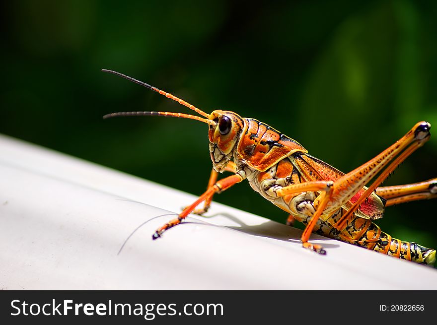 Close up of the eastern lubber grasshopper found in Florida, it is large and toxic. Close up of the eastern lubber grasshopper found in Florida, it is large and toxic.