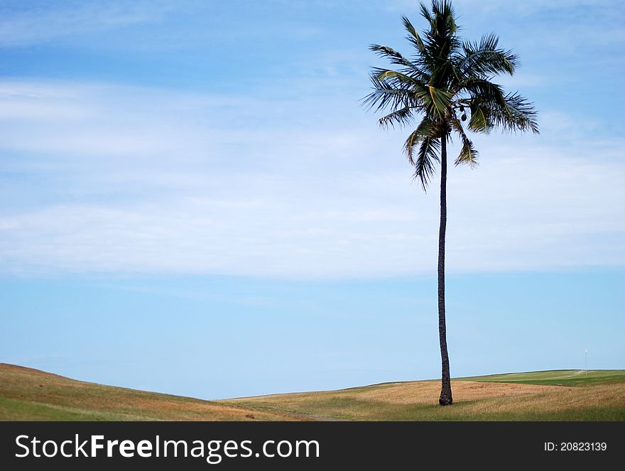 Lonely palm tree near the beach on the Atlantic ocean