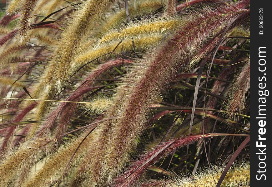 Setaria Italica Red Jewel and Setaria Glauca ornamental bristle grasses. Setaria Italica Red Jewel and Setaria Glauca ornamental bristle grasses