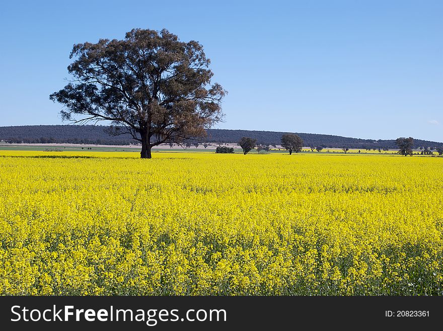 A gum tree in a canola paddock. A gum tree in a canola paddock