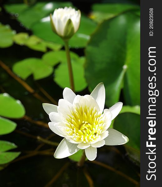 Two of White lotuses are blooming in the pond，Lotuses are symbols of purity。