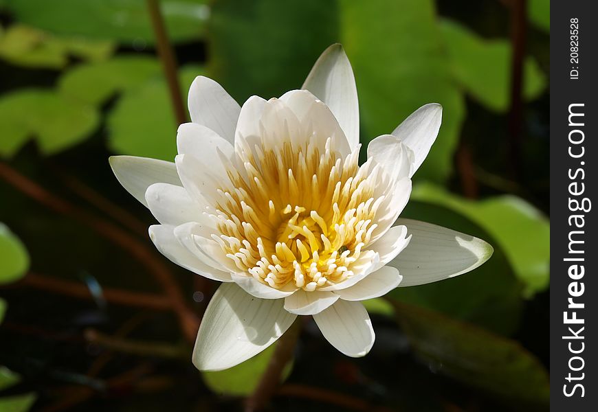 A Small white water lily in the lake
