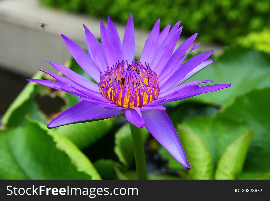 Violet lotus or water lily
