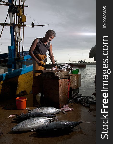 The Fish Market In Sri Lanka