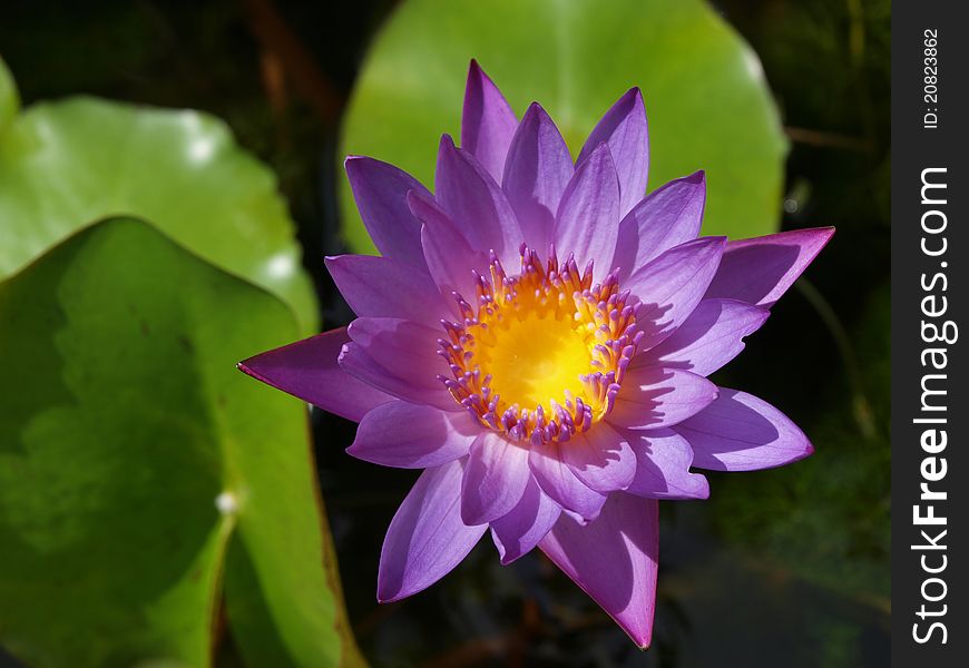 Purple waterlily in the small lake