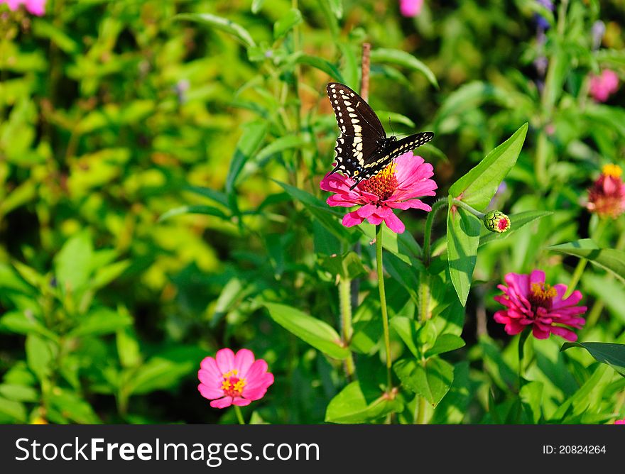 Butterfly on top of a flower in a garden