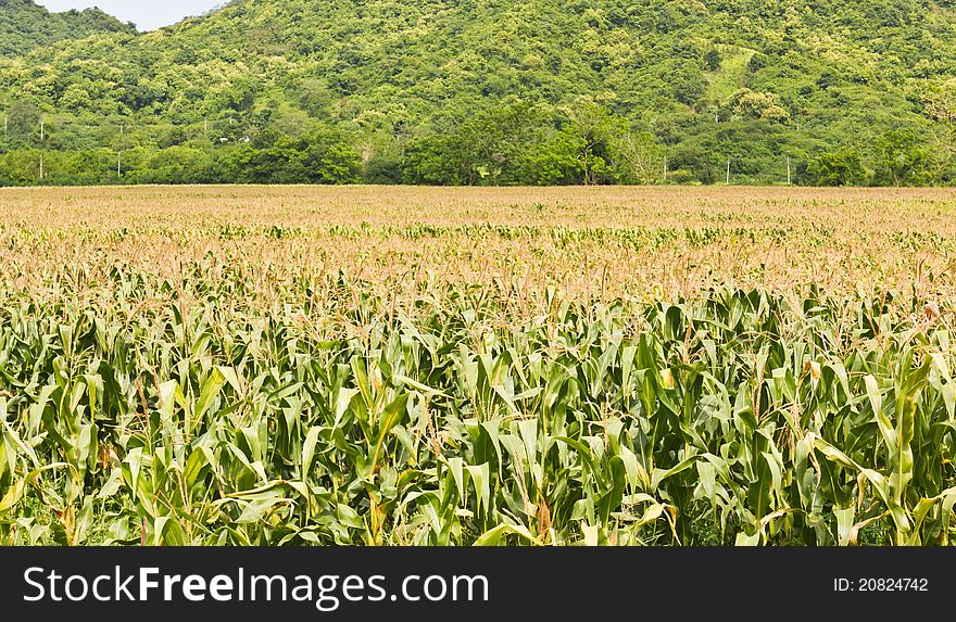 Agricultural landscape of corn field in Thailand