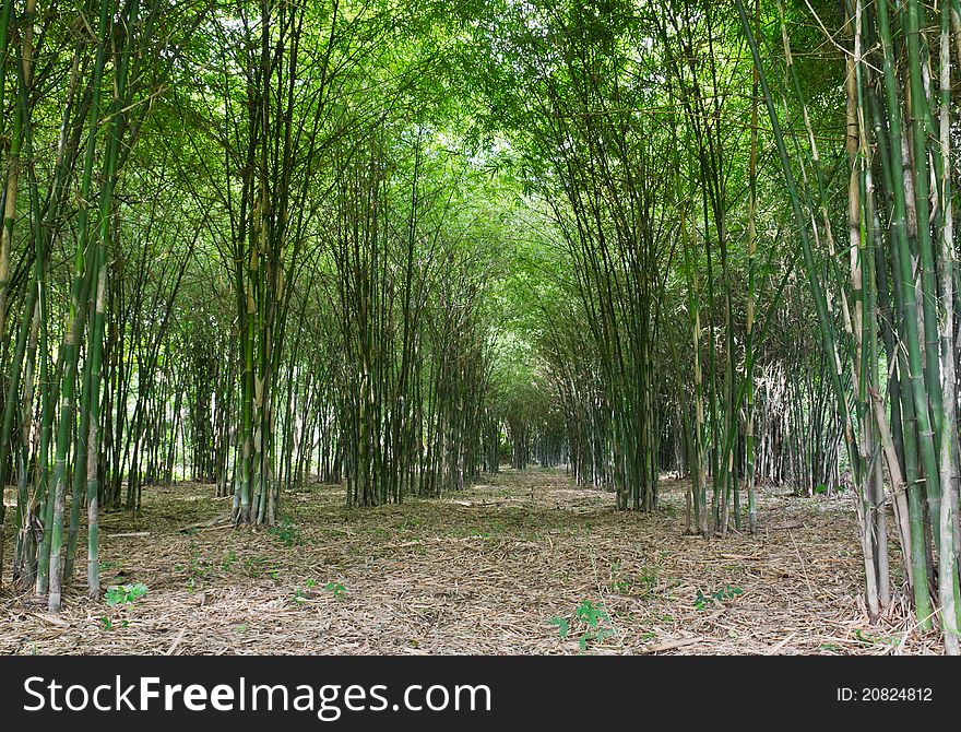 Bamboo trees growing in tranquil forest,Thailand