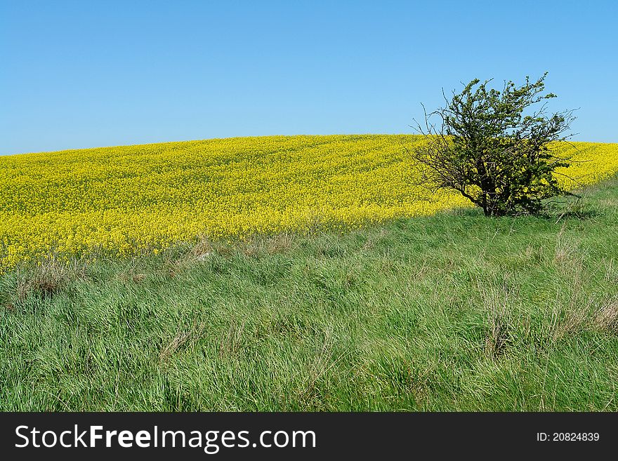 Solitary Lonely Tree On A Hill