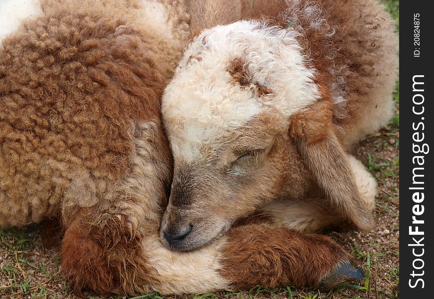 A brown lamb sleeping on the ground