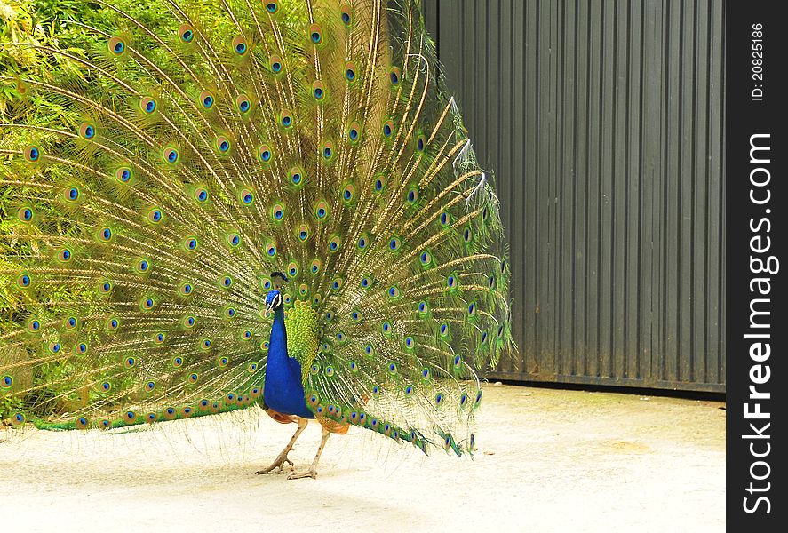 Colored Peacock