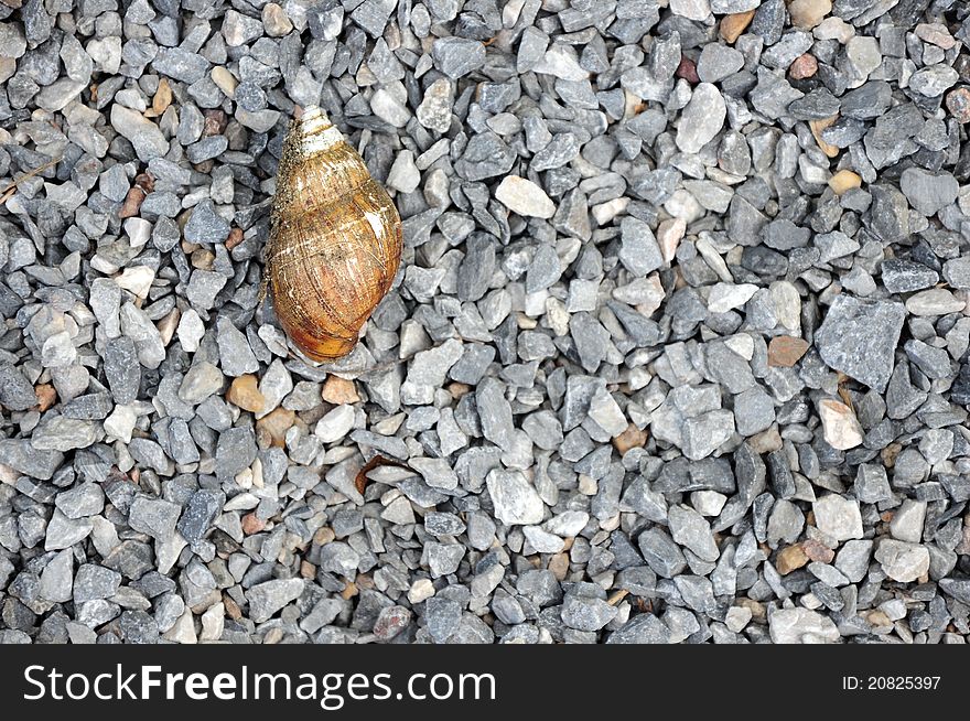 A snail's shell on the little rocks floor ground