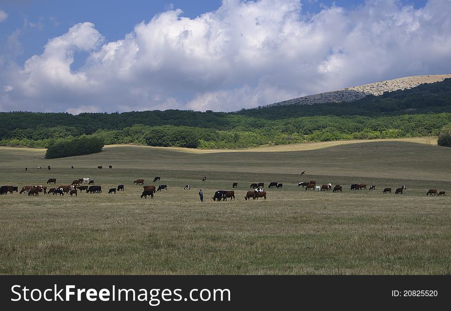 Herd of cows in pasture