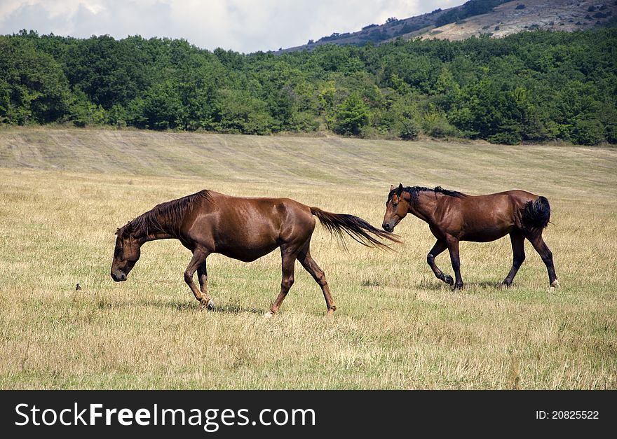 Horses are feeding in steppe