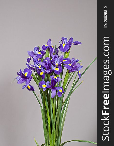 Colored flowers isolated on gray background. Colored flowers isolated on gray background
