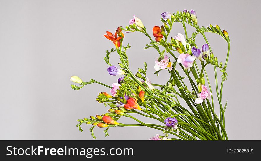 Colored flowers isolated on gray background. Colored flowers isolated on gray background