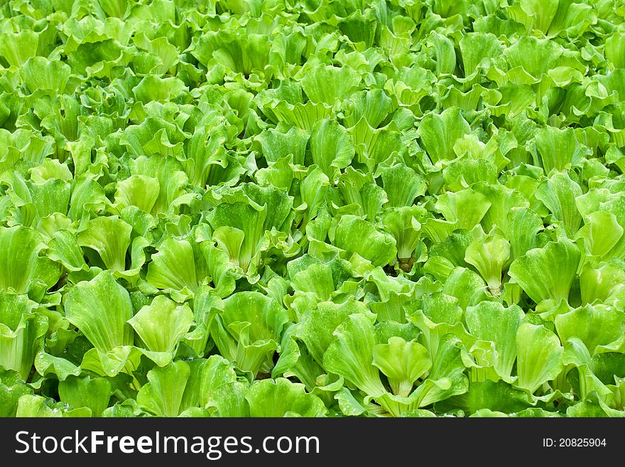 Green water lettuce plants floating in pond. Green water lettuce plants floating in pond