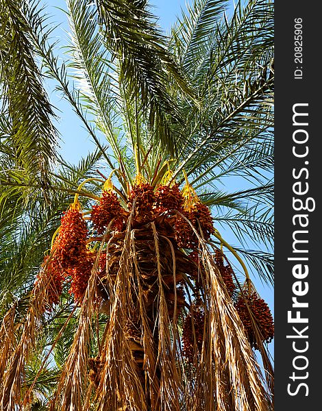 Date palm with sweet fresh dates. Date palm with sweet fresh dates.