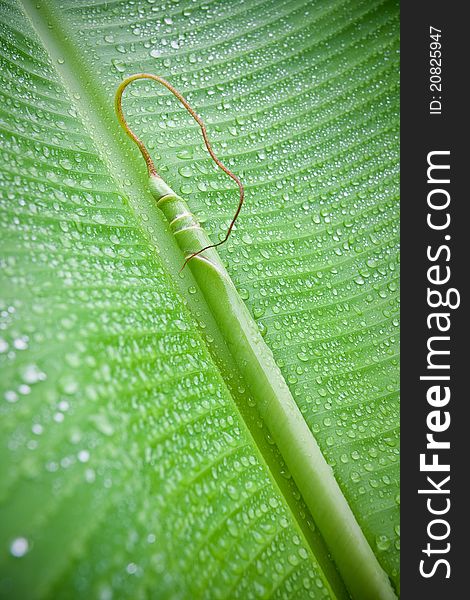 The picture shows the inside of a young banana leaf with water drops. The picture shows the inside of a young banana leaf with water drops