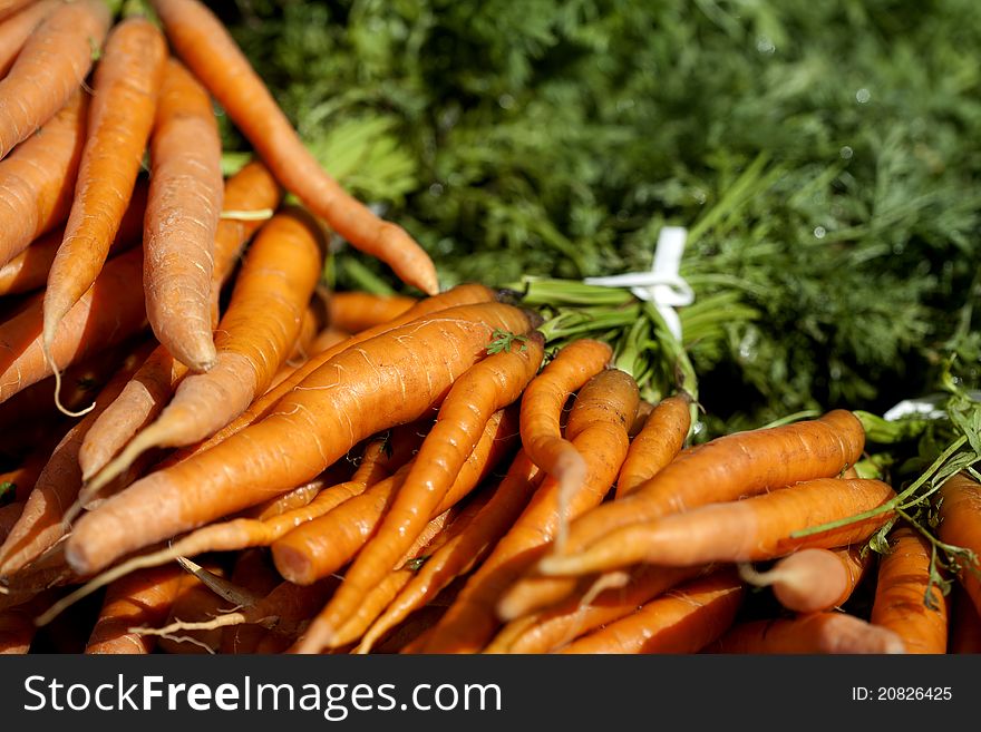 Banch of farm growen carrots exposed to the sun. Banch of farm growen carrots exposed to the sun