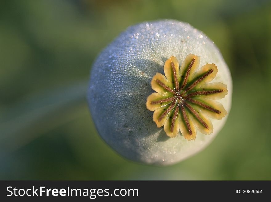 A poppy seed head in morning dew.