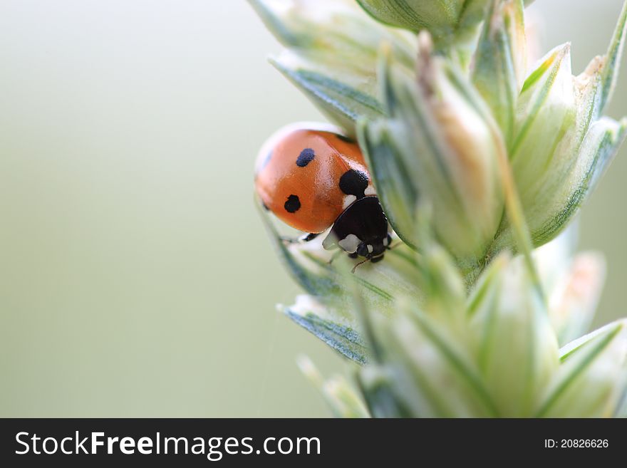 A ladybird sitting on a flower-bud. A ladybird sitting on a flower-bud.