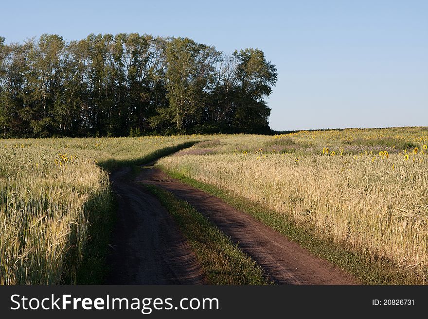 Rural field road at summer. Rural field road at summer