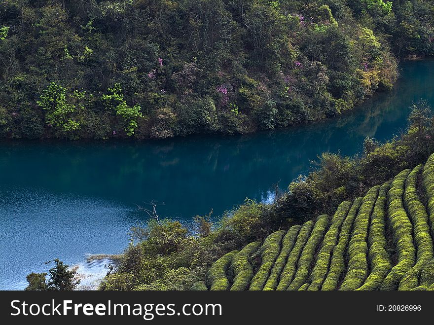 Tea field with river in Zhejiang, China. Tea field with river in Zhejiang, China