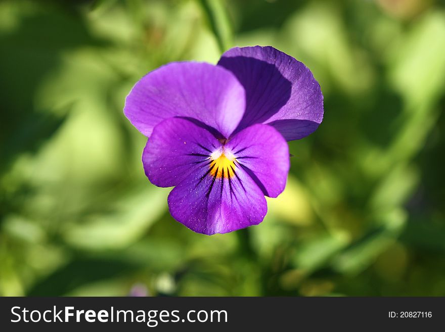 Purple flower of pansy violet in garden. Purple flower of pansy violet in garden