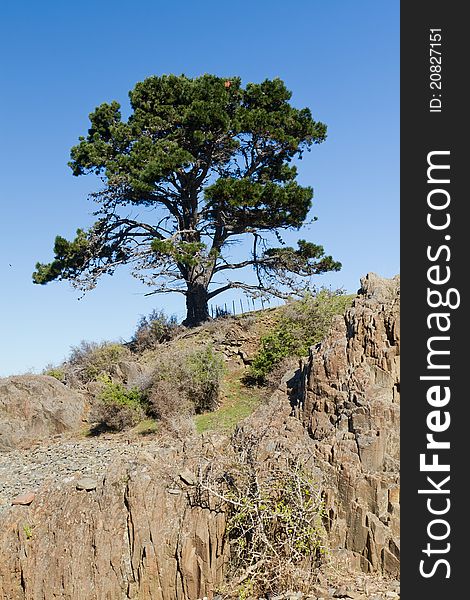 A lone tree above a rocky outcrop on Tasmanian farmland.